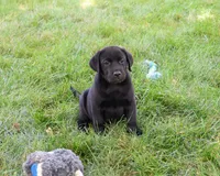 AKC Sebastian , a male Labrador Retriever for sale in Syracuse, IN – 1 of 5