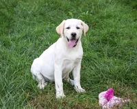 AKC Bubbles, a female Labrador Retriever for sale in Syracuse, IN – 2 of 7