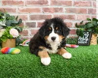 processed/2bb3ca4a-ce9f-432e-b141-8b0fc573c641/listing/c0c01ced-d205-45f4-a365-4f30be7ae82a/2d7e2680-49bb-4b90-8615-efb9d2bdbd49