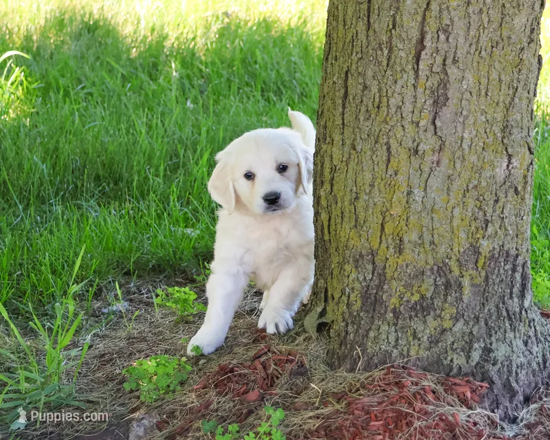AKC Oak – English Cream Golden Retriever puppy for sale in Syracuse, IN