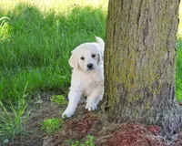 AKC Oak, a male English Cream Golden Retriever for sale in Syracuse, IN – 1 of 7