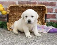 AKC Janae, a female Labrador Retriever for sale in Syracuse, IN – Photo 5 of 10