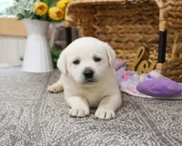 AKC Janae, a female Labrador Retriever for sale in Syracuse, IN – Photo 3 of 10