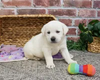 AKC Janae, a female Labrador Retriever for sale in Syracuse, IN – Photo 7 of 10