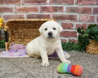 AKC Janae, a female Labrador Retriever for sale in Syracuse, IN – Photo 1 of 10