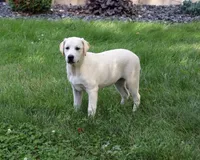 AKC Wanda, a female Labrador Retriever for sale in Syracuse, IN – 3 of 10