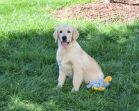 AKC Gilbert, a male Golden Retriever for sale in Syracuse, IN – 4 of 10