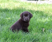 AKC Marie, a female Labrador Retriever for sale in Syracuse, IN – 5 of 5