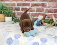 AKC Heath, a male Labrador Retriever for sale in Syracuse, IN – 3 of 4