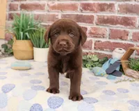 AKC Fudge , a male Labrador Retriever for sale in Syracuse, IN – 6 of 6