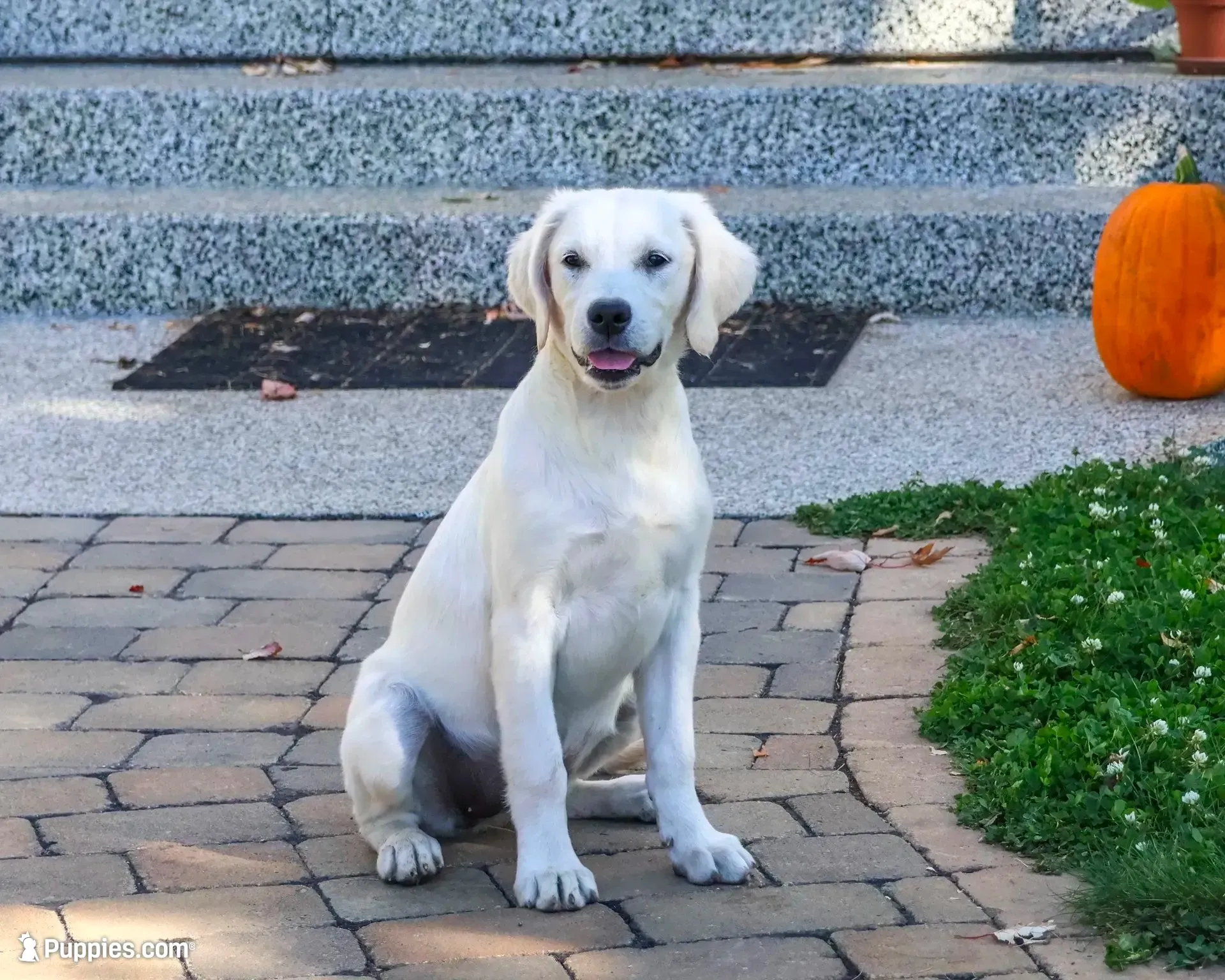 AKC Twinkle, a female English Cream Golden Retriever for sale in Syracuse, IN – 1 of 10