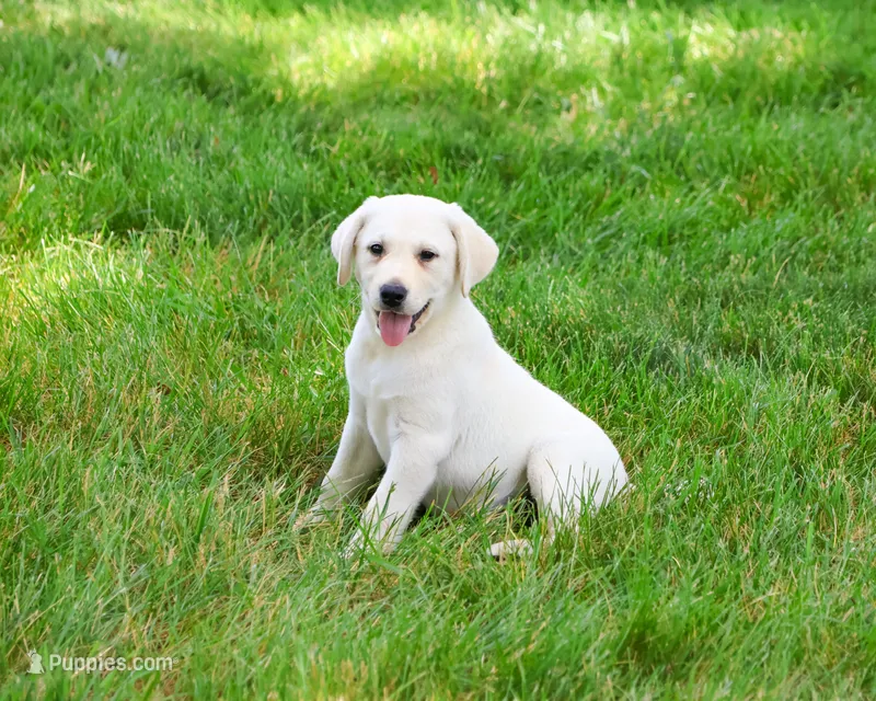 AKC Perseus – Labrador Retriever puppy for sale in Syracuse, IN