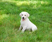AKC Perseus, a male Labrador Retriever for sale in Syracuse, IN – 1 of 10