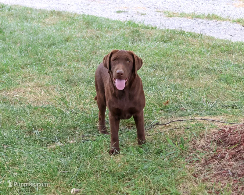 AKC Coco – Labrador Retriever puppy for sale in Syracuse, IN