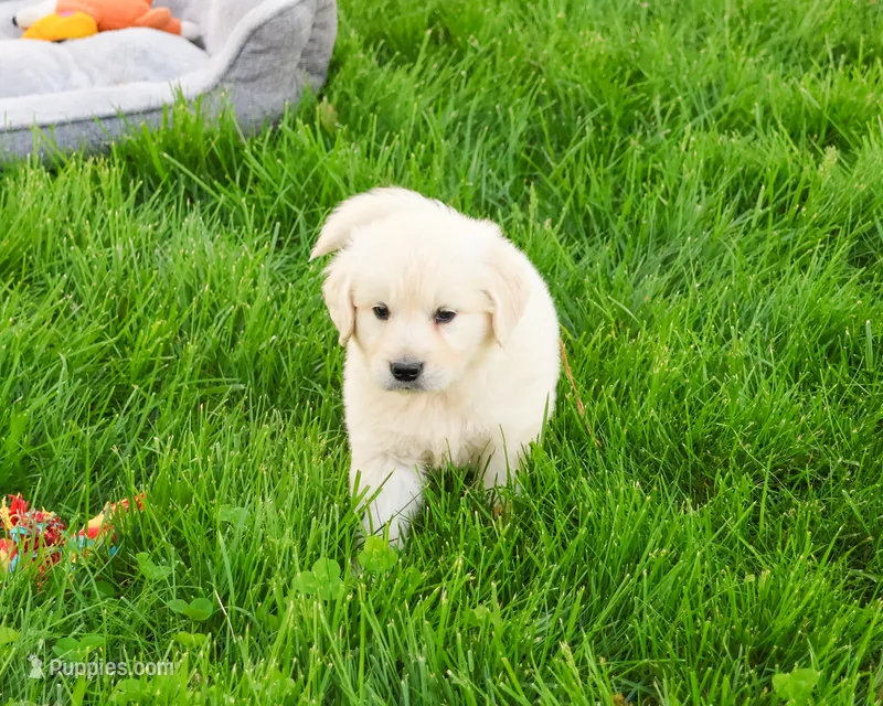 AKC Wesley  – English Cream Golden Retriever puppy for sale in Syracuse, IN
