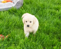 AKC Wesley , a male English Cream Golden Retriever for sale in Syracuse, IN – 1 of 7