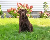 Tasha, a female Labrador Retriever for sale in Syracuse, IN – 2 of 3