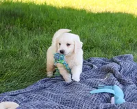 AKC Oak, a male English Cream Golden Retriever for sale in Syracuse, IN – 6 of 7