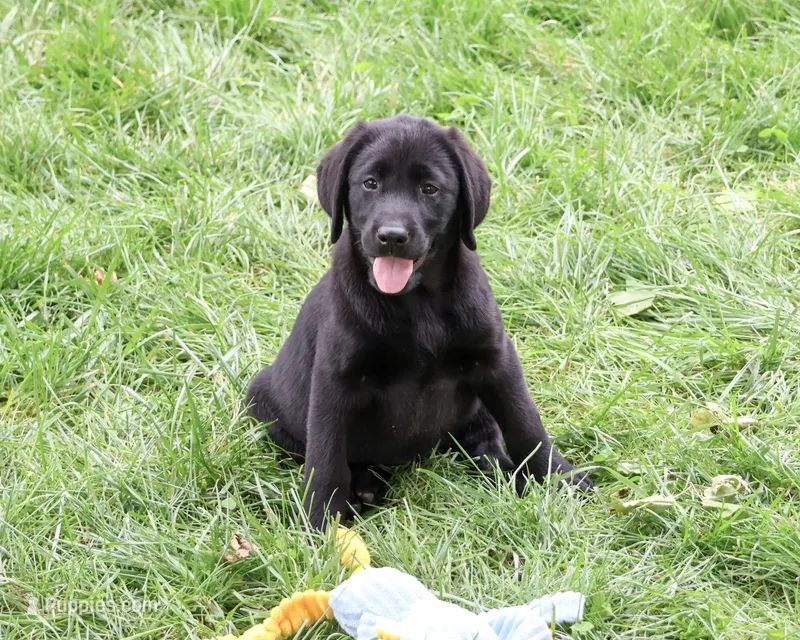 AKC Max – Labrador Retriever puppy for sale in Syracuse, IN