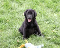 AKC Max, a male Labrador Retriever for sale in Syracuse, IN – 1 of 10
