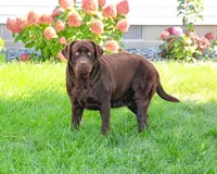 Tasha, a female Labrador Retriever for sale in Syracuse, IN – 3 of 3