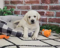 AKC Wilson , a male Labrador Retriever for sale in Syracuse, IN – 4 of 7
