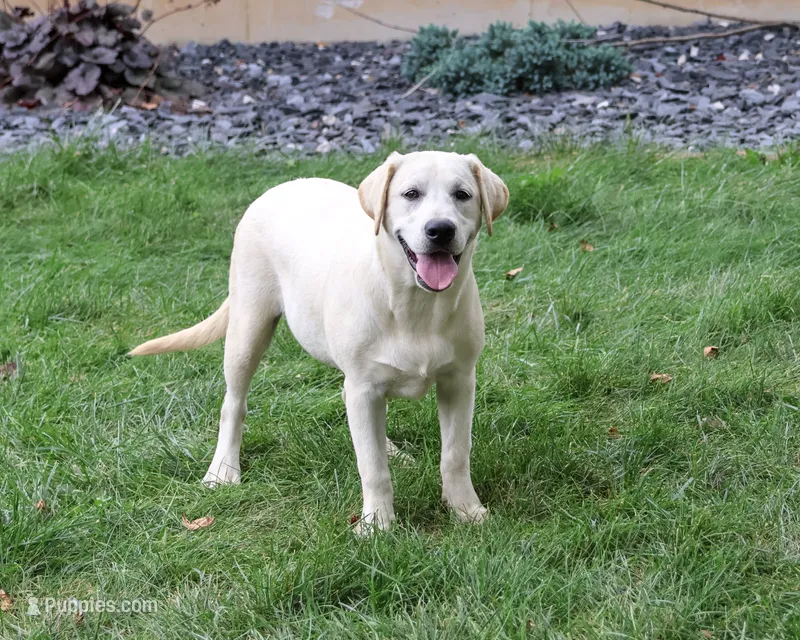 AKC Wanda – Labrador Retriever puppy for sale in Syracuse, IN
