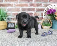 AKC Estelle, a female Labrador Retriever for sale in Syracuse, IN – 2 of 6