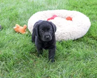 AKC Max, a male Labrador Retriever for sale in Syracuse, IN – 2 of 5