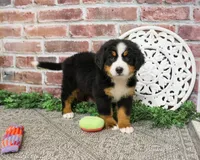 AKC Liberty, a female Bernese Mountain Dog for sale in Syracuse, IN – 3 of 6