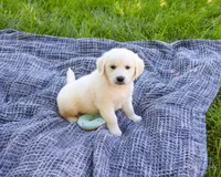 AKC Birch, a male English Cream Golden Retriever for sale in Syracuse, IN – 6 of 7