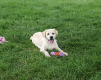 AKC Silvermist , a female Labrador Retriever for sale in Syracuse, IN – 2 of 10