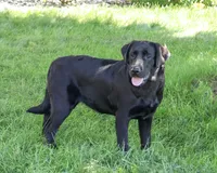 AKC Millie, a female Labrador Retriever for sale in Syracuse, IN – 2 of 4