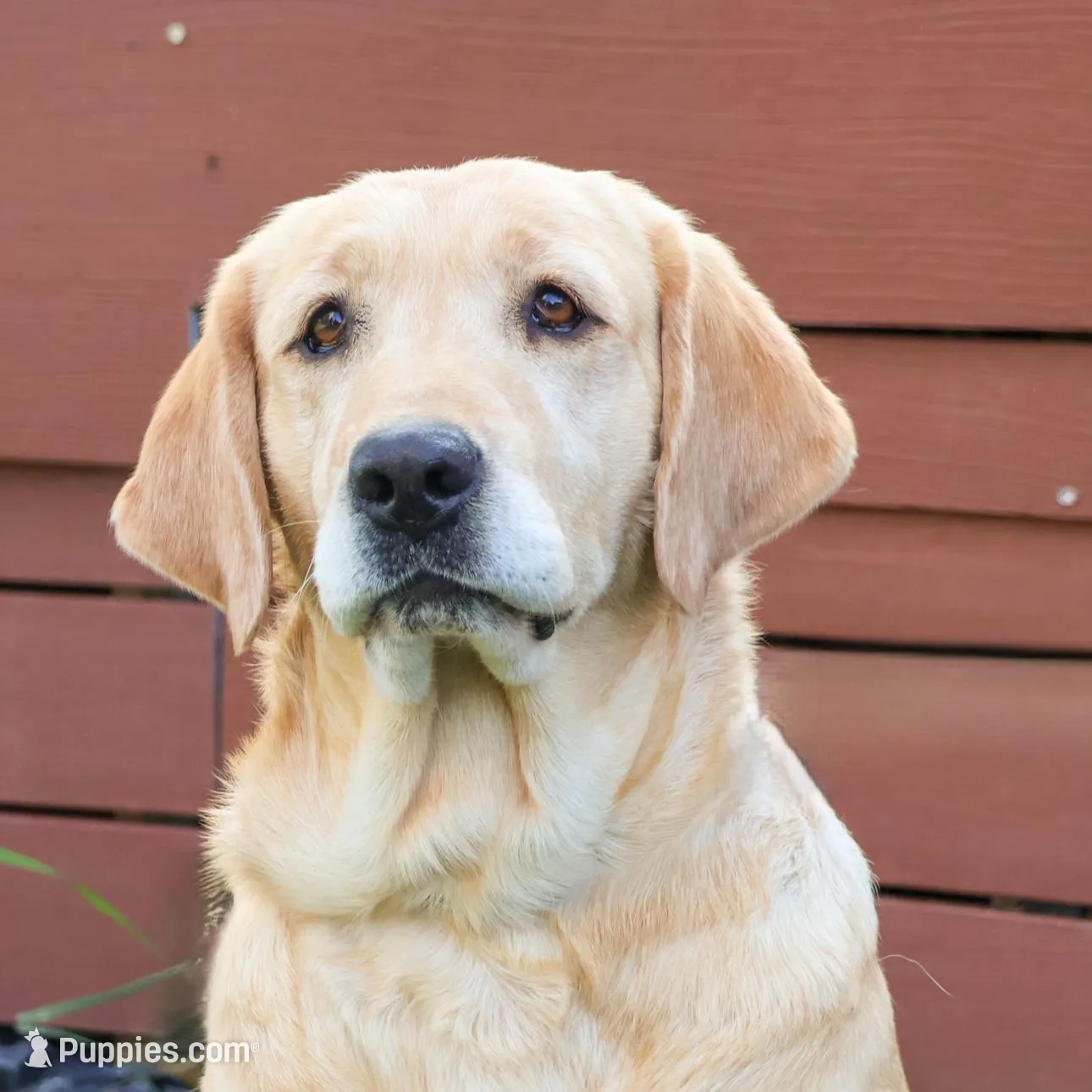 AKC Dustin , a male Labrador Retriever for sale in Syracuse, IN – Photo 7 of 8