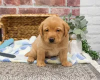 AKC Dustin , a male Labrador Retriever for sale in Syracuse, IN – Photo 2 of 8