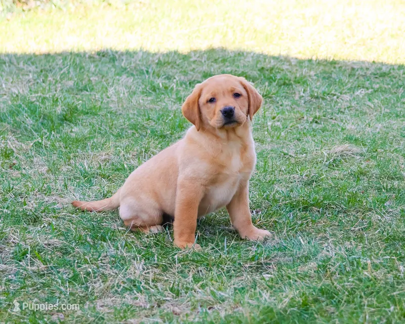 AKC Dustin  – Labrador Retriever puppy for sale in Syracuse, IN
