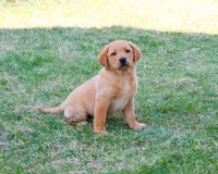 AKC Dustin , a male Labrador Retriever for sale in Syracuse, IN – Photo 1 of 10
