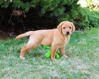 AKC Dustin , a male Labrador Retriever for sale in Syracuse, IN – Photo 5 of 10