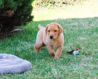 AKC Dustin , a male Labrador Retriever for sale in Syracuse, IN – Photo 3 of 10