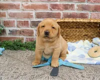 AKC Dustin , a male Labrador Retriever for sale in Syracuse, IN – Photo 5 of 8