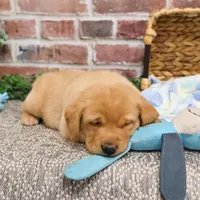 AKC Dustin , a male Labrador Retriever for sale in Syracuse, IN – Photo 8 of 10
