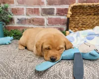 AKC Dustin , a male Labrador Retriever for sale in Syracuse, IN – Photo 4 of 8