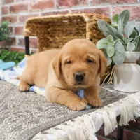 AKC Dustin , a male Labrador Retriever for sale in Syracuse, IN – Photo 6 of 10