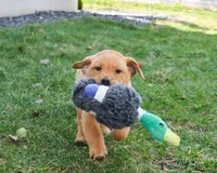 AKC Dustin , a male Labrador Retriever for sale in Syracuse, IN – Photo 2 of 10