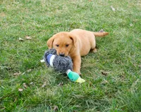AKC Dustin , a male Labrador Retriever for sale in Syracuse, IN – Photo 4 of 10