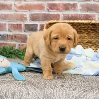 AKC Dustin , a male Labrador Retriever for sale in Syracuse, IN – Photo 7 of 10