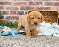 AKC Dustin , a male Labrador Retriever for sale in Syracuse, IN – Photo 3 of 8