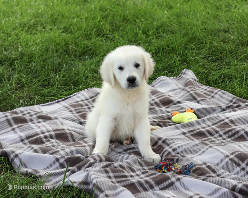 AKC Turbo – English Cream Golden Retriever puppy for sale in Syracuse, IN