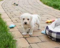 AKC Captain , a male Labrador Retriever for sale in Syracuse, IN – 6 of 8