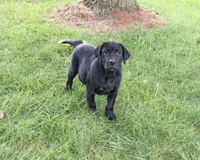 AKC Shawn, a male Labrador Retriever for sale in Syracuse, IN – 4 of 10